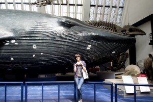 Natural History Museum's blue whale