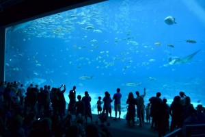 Atlanta aquarium